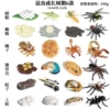 6 sets of insect growth cycle