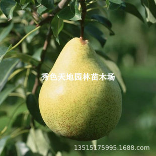 ��������������������ּt���޽�����ˮ�����ϱ����Nֲ����Y��