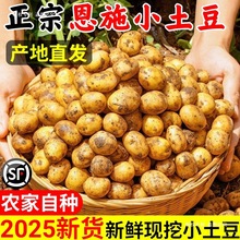 恩施小土豆现挖湖北新鲜黄心土豆当季蔬菜整箱迷你马铃薯洋芋
