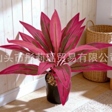 �羳���������Ѫ�����Gֲ�쾰����������ز廨�b��F������