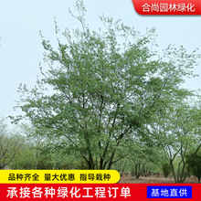 丛生朴树树苗批发工程绿化苗木行道风景树别墅庭院观赏朴树造型树