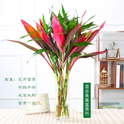 Богатые бамбуковые водные растения красные бананы переносят бамбук