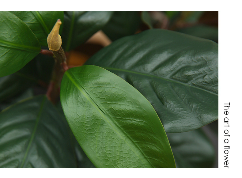 1玉兰叶_17.jpg