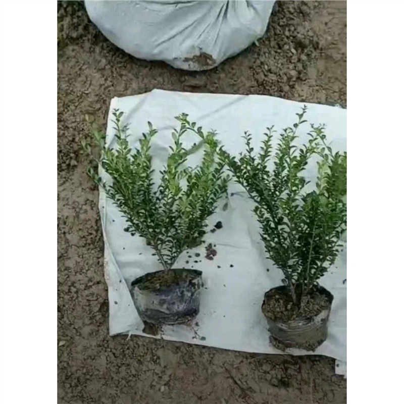 龟甲冬青树苗齿叶冬青球小叶黄杨球四季常青庭院绿化苗景观造型苗