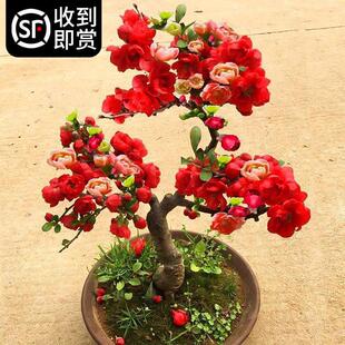 ���Ļ����Ԙ����Ϙ��ļ��_����ֲ���҃Ȼ�ͥԺ�̨���F�Gֲ���B��