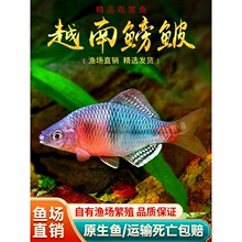 Խ�����Q�~���B��ˮ�^�p�~���wԭ��Ƥ�����������~��ˮС��Ⱥ���~