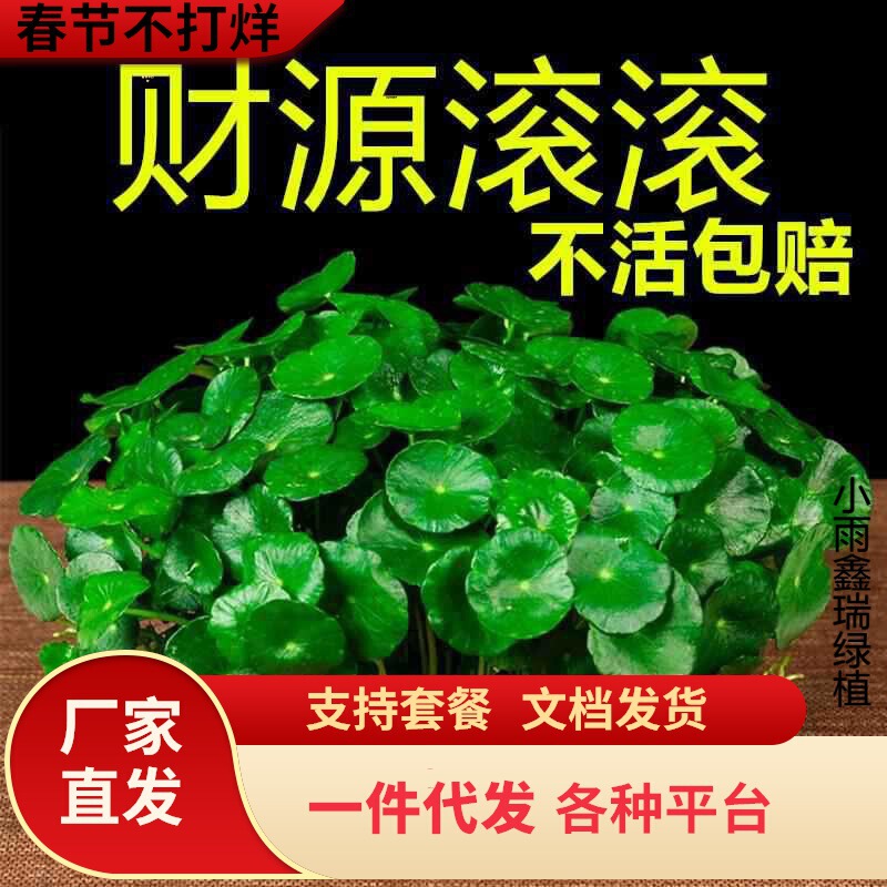 Dropshipping Small Green Plants with Leaves, Copper Coin Grass, Hydroponic Plants, Easy to Grow in All Seasons, Soil Culture Indoor Potted Plants, Large Leaf Money