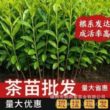 ������]����43̖���r117�в�108���Sϵ�а����ײ��ţ���S��ѿ