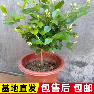 ���چΰ껨��֦���U��Ʒ����ԭ������l؛��ζ��