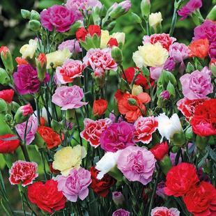Carnation Seeds Are Double-Petaled and Easy to Grow Live Florals. Balcony Indoor and Outdoor Potted Plants Bloom in All Seasons. Flower Seeds