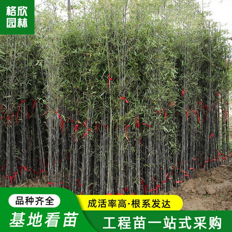 Фиолетовые саженцы бамбука, фиолетовые саженцы бамбука оптом, общественный строительный участок, двор, бамбуковый бонсай, сад, защита склонов, зеленение, бамбуковые растения