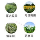 先正达 Jinduer Isoporramine Strawberry Awrmelon Seresplings Pre -Transplantation перед закрытым гербицидом 100