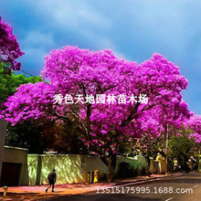 蓝花楹树苗珍贵名树绿化风景观赏树苗别墅庭院行道室内外造型树苗