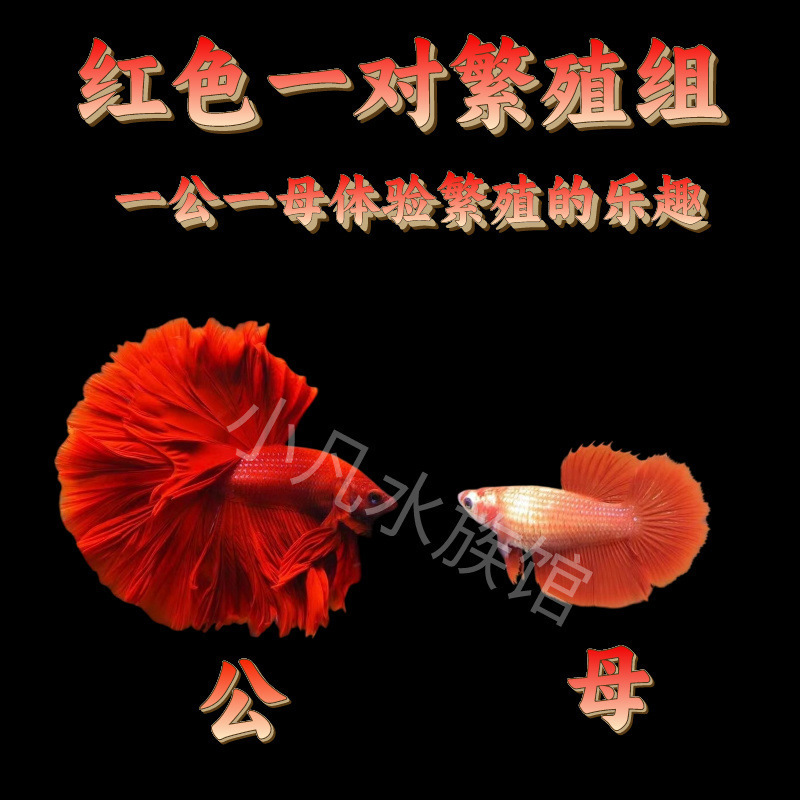 泰国斗鱼仙女款纯白半月超美网红小型淡水热带冷水观赏鱼好养耐活|undefined