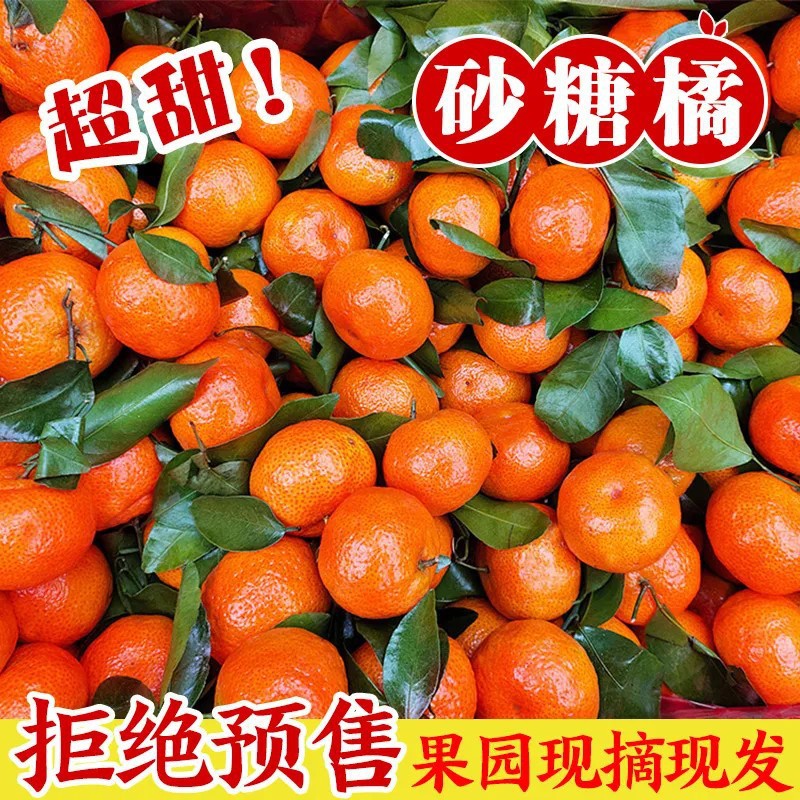 广西砂糖橘斤新鲜水果当季超甜橘子无籽小沙糖桔子包邮