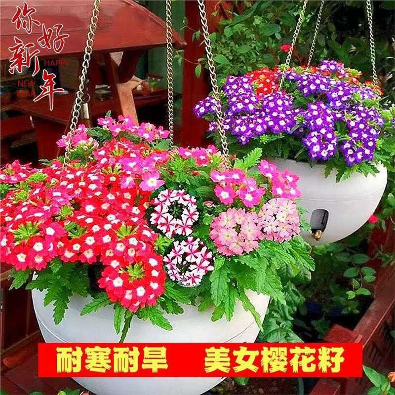 【跨境供货】美女樱种子混色四季五色梅美人樱景观花海庭院室外庭