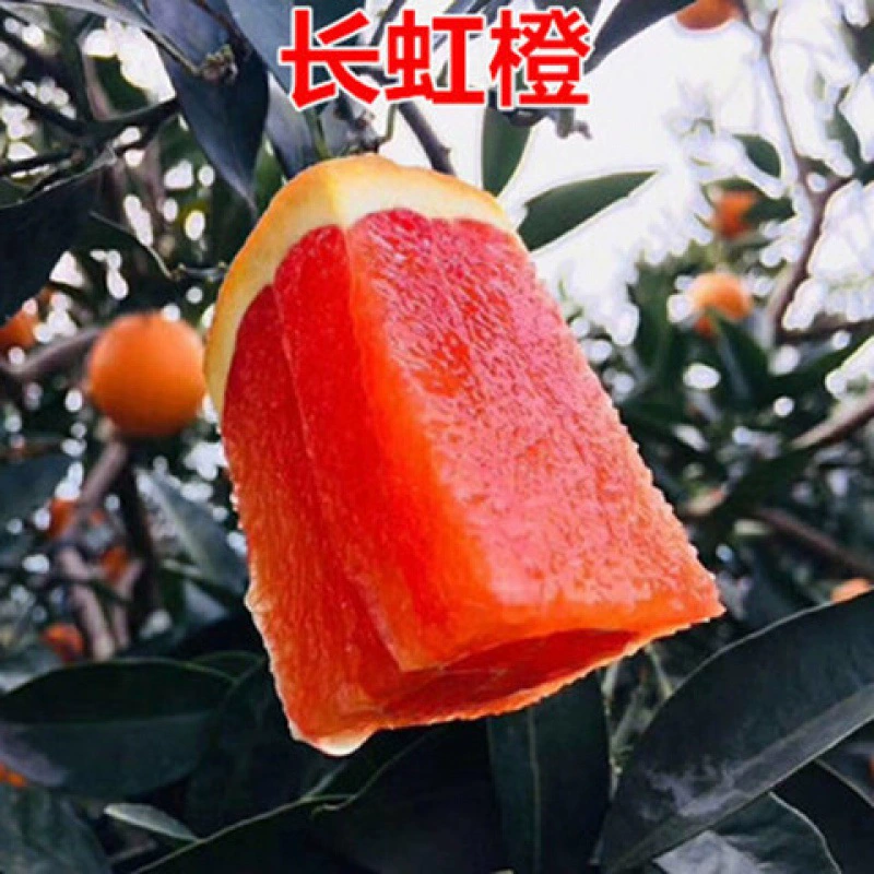 Цзянси Ганьань Пупок Оранжевые саженцы Прививка Newhall Пупок Оранжевые саженцы Кара Красное мясо Кровь Оранжевый Пупок Оранжевые фрукты Саженцы Оранжевые саженцы
