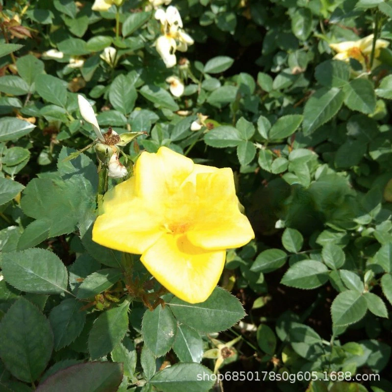 Желтая шляпа Роза Инжиниринг Рассада Базовая сетка Происхождение Рассада Ландшафтный дизайн Инженерный цветной блок Рассада