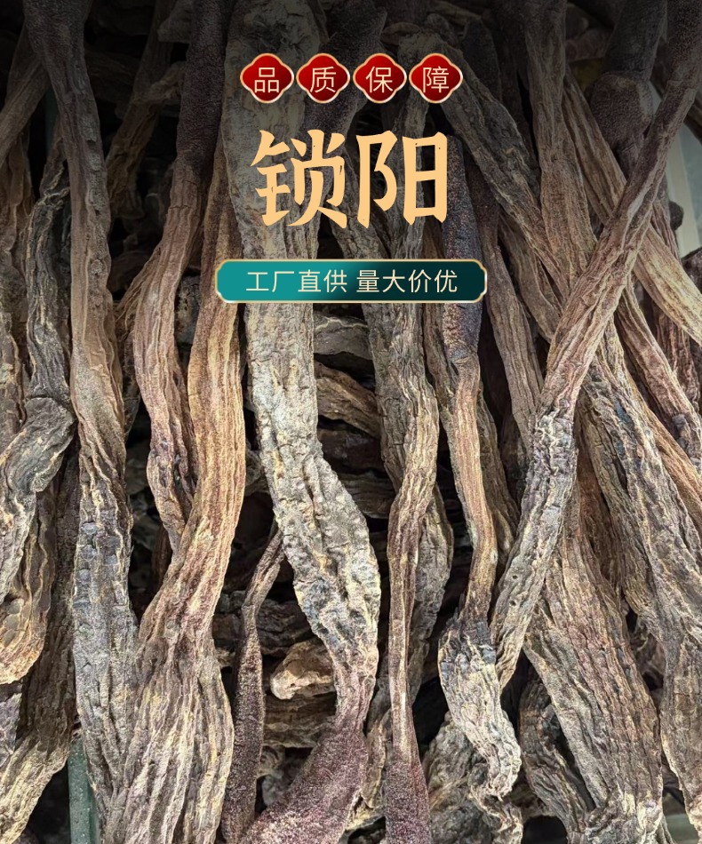 Dried Cynomorium Songaricum Suoyang Herb for Traditional Soup and Decoction overview