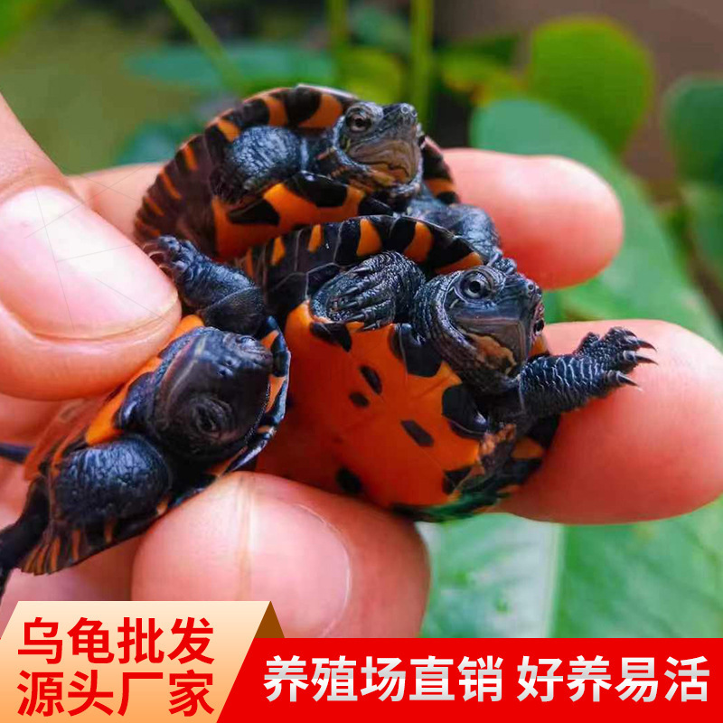 Purebred Black-Necked Turtle, Living Small Turtle, Lucky Necked Turtle, Easy to Raise for Novices, Ornamental Black Turtle, Black-Necked Seedling, Orange Belly and Yellow Belly Purebred Black-Necked Turtle, Living Small Turtle, Lucky Necked Turtle, Easy to Raise for Novices, Ornamental Black Turtle, Black-Necked Seedling, Orange Belly and Yellow Belly