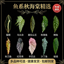 秋海棠室内好养绿植盆栽室内阳台客厅福寿乌头杂竹节波点秋海棠