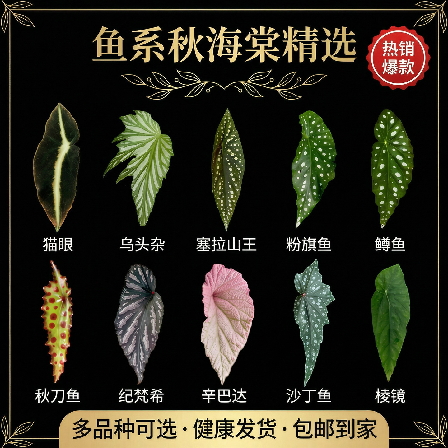 Autumn Begonia Indoor Easy-To-Grow Green Plant Potted Indoor Balcony Living Room Fortune and Longevity Aconite Mixed Bamboo Knot Polka Dot Autumn Begonia