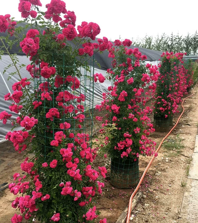 Один кусок желтого древесного аромата, аромат красного дерева, цветущий в любое время года, ароматный древесный аромат, саженцы цветов вьющихся лоз, саженцы, горшечные растения, дворовые растения.