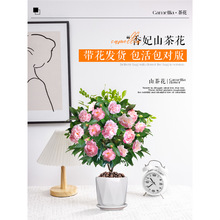 ɽ軨Ԏ҃ȿ͏d̨Gֲļ_˺B