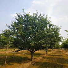供应绿化苗木 泰安3-20公分樱花工程苗 批发樱花小苗 规格齐全
