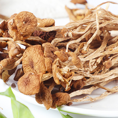 Dry goods do not open umbrellas. Fujian Gutian Tea Tree Mushrooms dry goods wholesale open umbrella Tea Tree Mushrooms. The tea tree mushrooms manufacturer supports drop shipping of tea tree mushrooms.