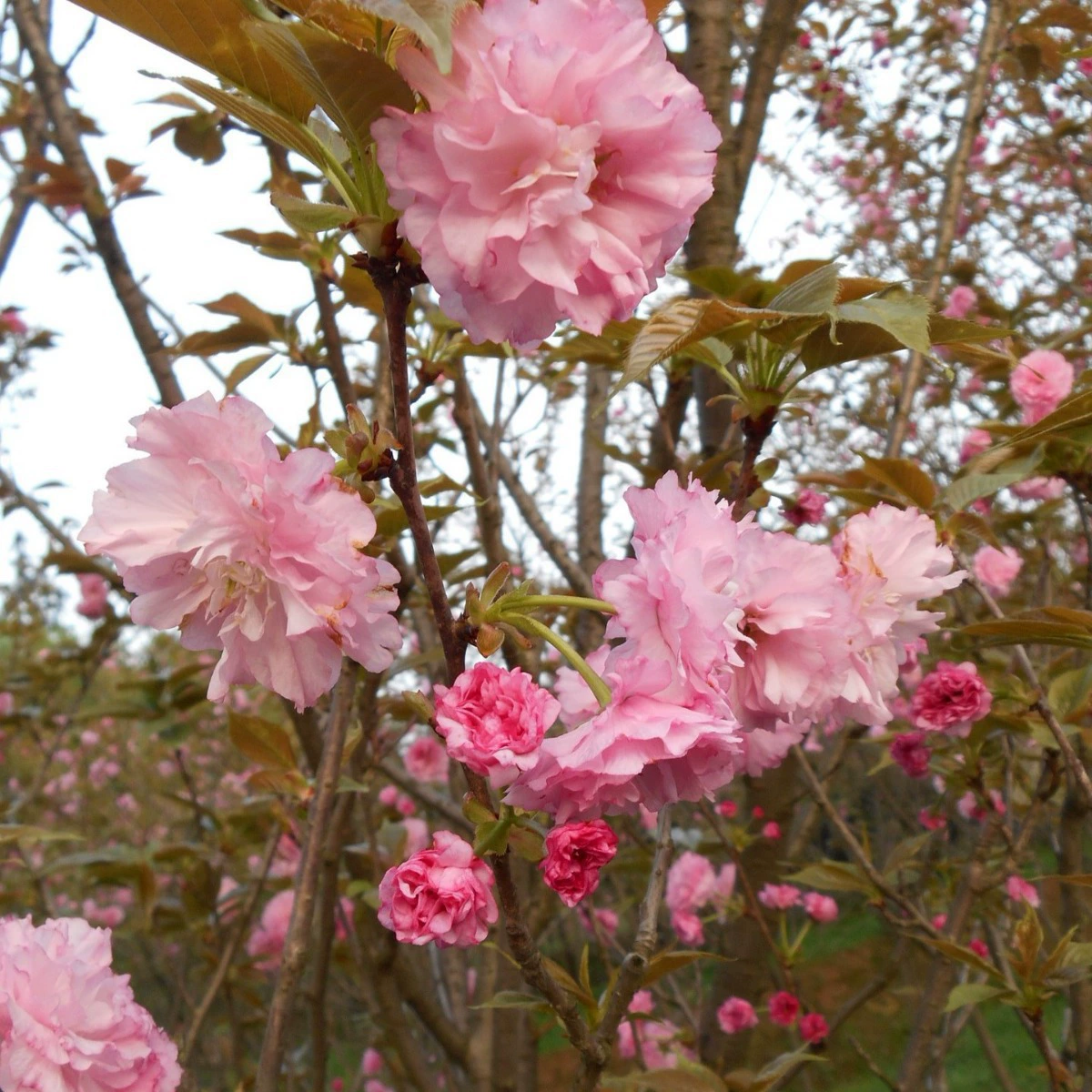 Оптовая продажа японских вишневых деревьев с цветами сакуры, высота 8-10 см, саженцы вишни с цветами, полная спецификация, цена