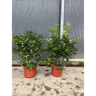 �������������l�����^�pʳ���������ٻ��ܹ��Ӷ��