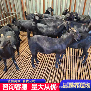 ��ɽ����w Ŭ�ȁ�ɽ������ �N��r�� Ŭ�ȁ�����ĸ��N����