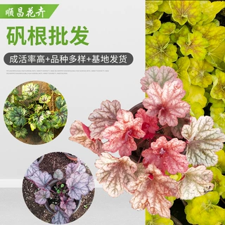 矾根花苗室外植物盆栽大苗耐寒庭院观叶草花小苗户外地栽绿植花卉