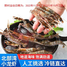 北海小龙虾夹板海水虾狗虾新鲜鲜活海龙虾冰鲜海鲜水产品批发