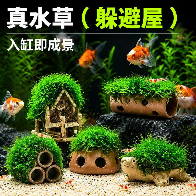 Special Moss Aquatic Plants for Aquarium Landscaping, Real Plant Hideaway for Fish and Shrimp, Shrimp House, Small Fish Hideaway House, Small Ornament