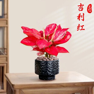 �����t����ʺ��k���҃�����С�����ļ����B�Gֲ�������ȩ����