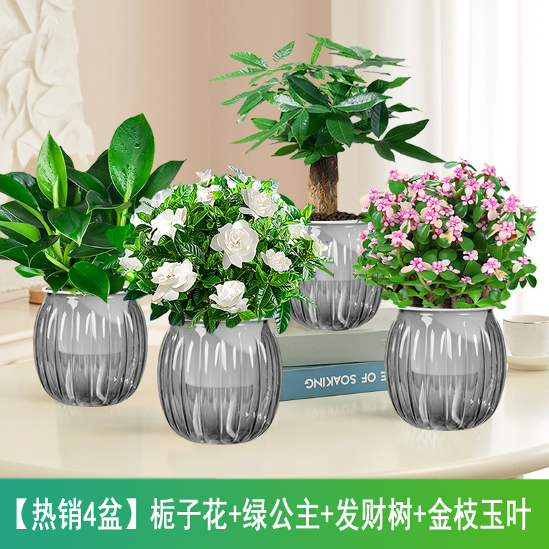 [인기상품 화분 4종] 치자나무 + 그린프린세스 + 머니트리 + 황금가지와 옥잎 (회색호박화분)