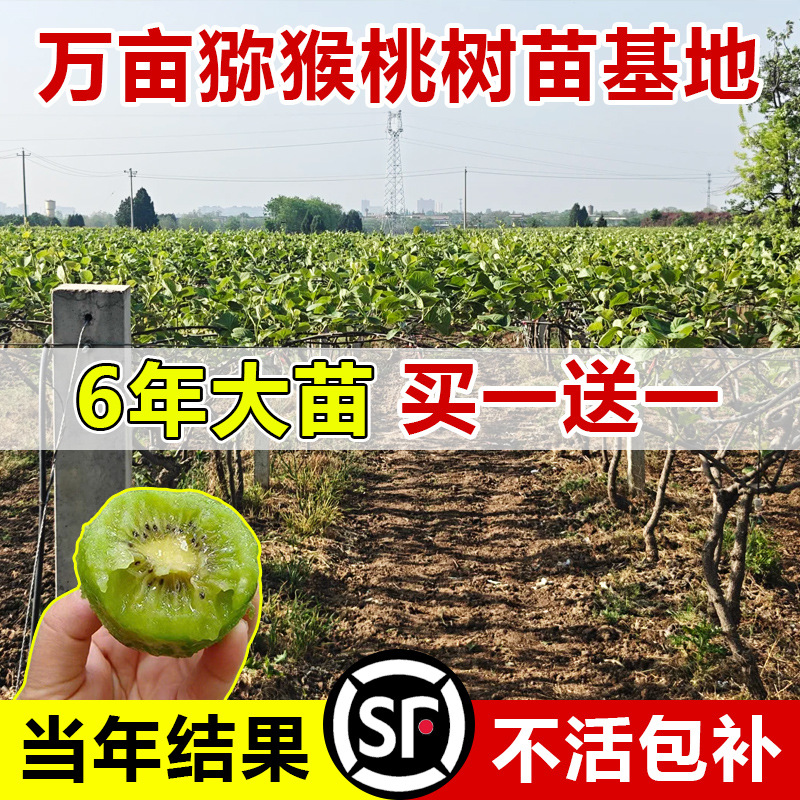 猕猴桃树果苗公母同株嫁接红心软枣徐香弥猴桃苗南方北方弥猴树苗