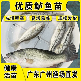 大规格鲈鱼苗加州鲈鱼大口黑鲈淡水鲈鱼苗七星鲈路亚凶猛养殖鱼苗