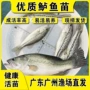 加州七星养殖淡水鱼苗