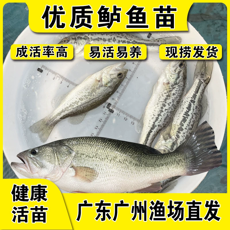 Большой окунь, калифорнийский окунь, черный окунь с широким ртом, пресноводный окунь, семизвездочный окунь, хищная разведенная рыба.