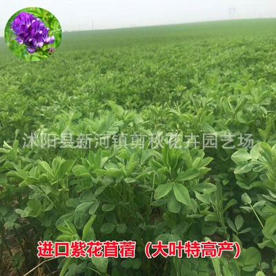 Семена травы люцерны многолетние Four Seasons разведение семян травы люцерны корм Овцы Крупный рогатый скот курица утка гусь Рыба кормовая трава Семена