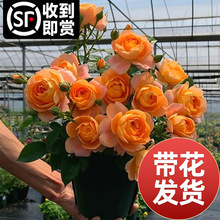 ��֭�̨�¼����Ի����ش��ļ��_����õ�厧�����ֲ̨��t���l