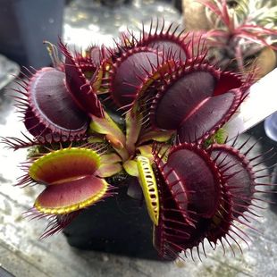 ��ω�ݴ����ش�̖ʳ�˻�����ʳ�xֲ���i�\��ˮ��diy�ļ����B�Gֲ