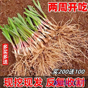 �����t�²˸���탲˸��w����ʳ���̨�N���w�²˸����~��