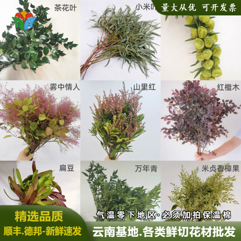 云南直批季节各类叶材山货鲜切木本鲜花森系婚庆婚礼小众花材批发