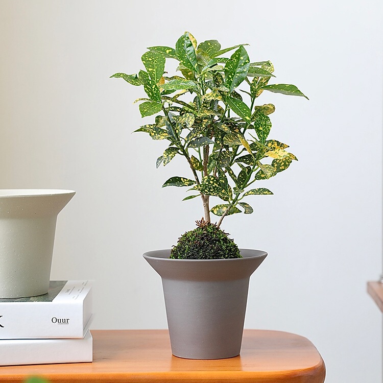 Korean Oncidium Ceramic Flower Pot Phalaenopsis Japanese Orchid Tall Root Block Coarse Pottery Clay Desktop Small Pottery Pot Korean Oncidium Ceramic Flower Pot Phalaenopsis Japanese Orchid Tall Root Block Coarse Pottery Clay Desktop Small Pottery Pot