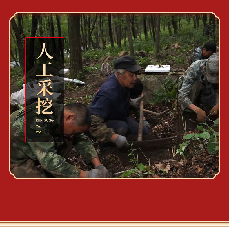 Changbai Mountain Forest-Grown Ginseng Sun-Dried Whole Roots 6 Roots Gift Box for Soup and Wine in use
