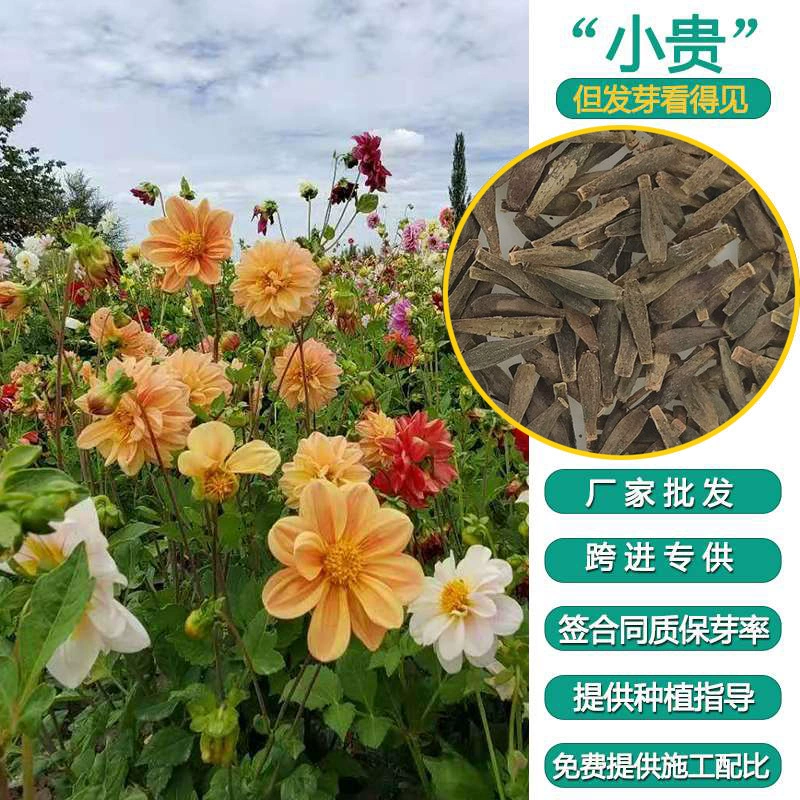 Маленький цветок Лихуа морская граница Цветочное поле живописное место Семена оптом фабрика сразу большое количество выгодно высокое качество семян сорта